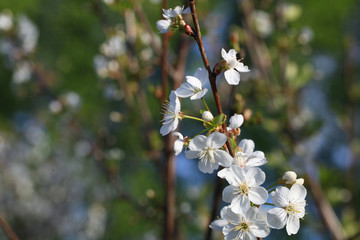 Blooming cherry tree in the garden. Cherry flowers close up.
