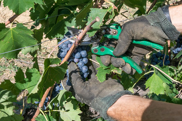 Agricultural worker cuts a bunch of black grapes in the vineyard during the harvest