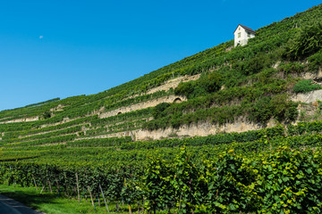 Fototapeta na wymiar Steillagenweinbau bei Lauffen am Neckar