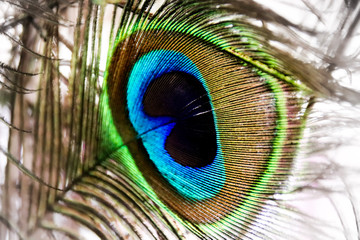 Obraz premium Close up of a peacock feather