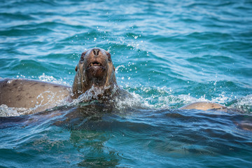Sea lions in the sea, Sakhalin island, Russia.