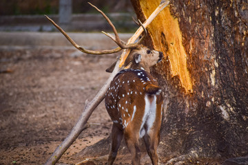 fallow deer in the forest