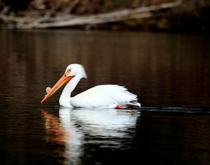 Pelican on the River