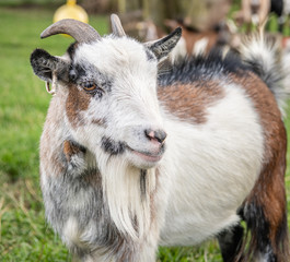 Pygmy goat Portrait