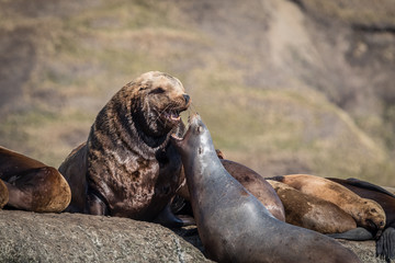Naklejka premium Sea lions onshore, Sakhalin island, Russia.
