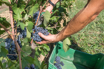 Agricultural worker cuts a bunch of black grapes in the vineyard during the harvest