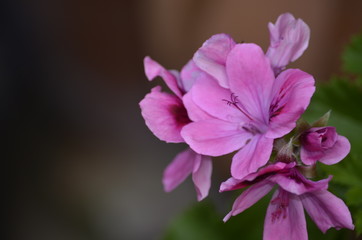 Fototapeta premium Lilac flower in the foreground
