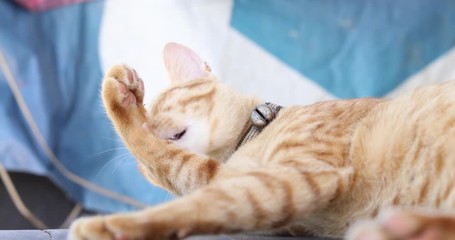 the cat licks its feet. The red cat lays in bed, the pet cleans its fur, the cute pet