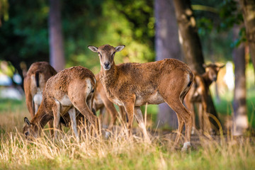 fallow deer in the forest