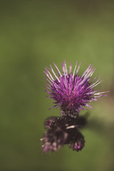 Macro Thistle