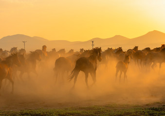 Fototapeta na wymiar Wild Horses ( Yilki Atlari). Kayseri, Turkey.