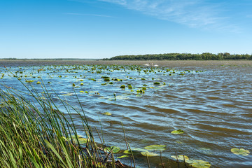 Fototapeta na wymiar Wavy water of lake.