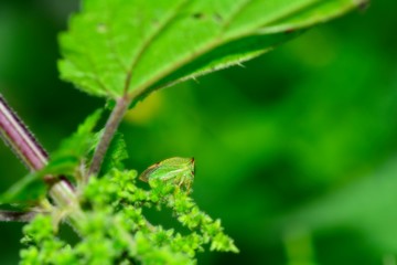 A green  Cicada  -   Buffalo treehopper  (  Stictocephala bisonia  )  in green nature