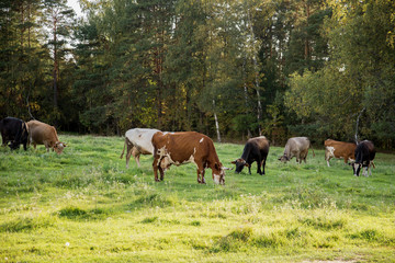 a herd of cows grazing in a meadow