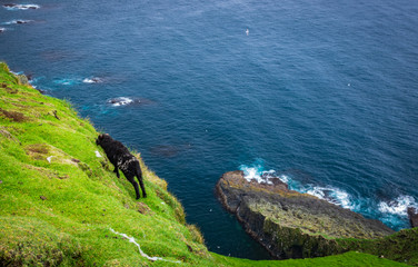 Top view of black sheep on top of the cliff