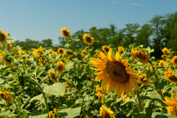 Fototapeta premium Close view of sunflower in a field with clear blue sky on background