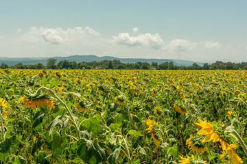 Fototapeta na wymiar Field of sunflowers with clear blue sky on background