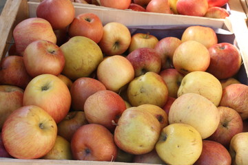 Authentic fresh fuji apples presented on a food market. 