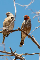 Amadine à tête rouge,.Amadina erythrocephala, Red headed Finch, Afrique du Sud