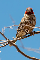 Amadine à tête rouge,.Amadina erythrocephala, Red headed Finch, Afrique du Sud