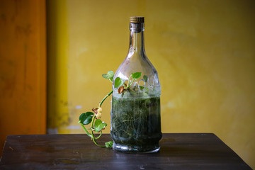 Using an old glass bottle as a table top plant holder