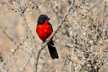 Gonolek rouge et noir,.Laniarius atrococcineus, Crimson breasted Shrike
