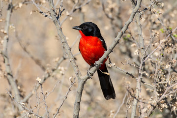 Gonolek rouge et noir,.Laniarius atrococcineus, Crimson breasted Shrike