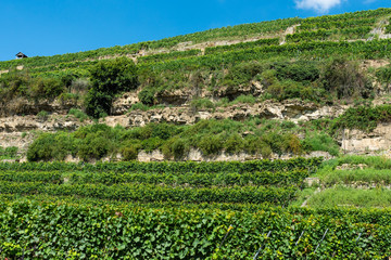 Steillagenweinbau bei Lauffen am Neckar