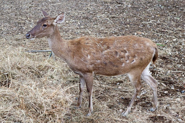 Naklejka na ściany i meble Young Asian Deer Standing on the Ground