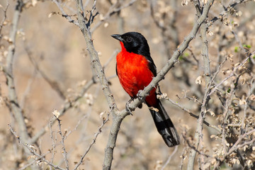 Gonolek rouge et noir,.Laniarius atrococcineus, Crimson breasted Shrike