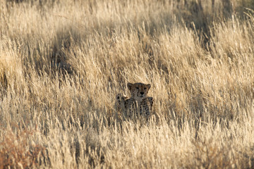 Guépard, cheetah, Acinonyx jubatus, Parc national du Kalahari, Afrique du Sud