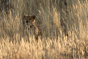 Guépard, cheetah, Acinonyx jubatus, Parc national du Kalahari, Afrique du Sud