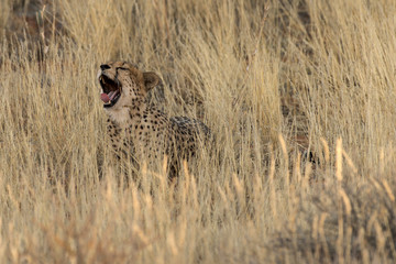 Guépard, cheetah, Acinonyx jubatus, Parc national du Kalahari, Afrique du Sud