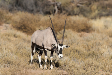 oryx gazelle, gemsbok, Oryx gazella, Parc national Kalahari, Afrique du Sud