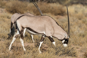 oryx gazelle, gemsbok, Oryx gazella, Parc national Kalahari, Afrique du Sud