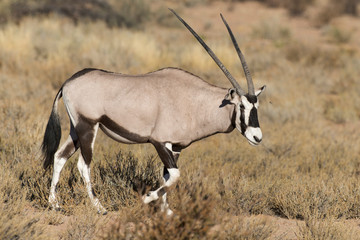 oryx gazelle, gemsbok, Oryx gazella, Parc national Kalahari, Afrique du Sud