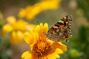 Butterfly on the flower