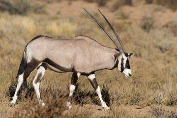oryx gazelle, gemsbok, Oryx gazella, Parc national Kalahari, Afrique du Sud