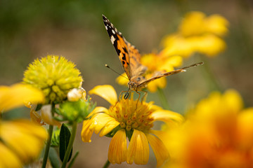 Butterfly on the flower
