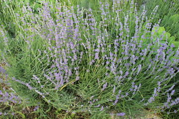Bush pink lavender