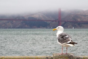 seagull on the beach in san francisco