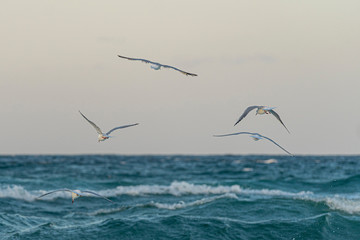 Seagulls flying over the sea