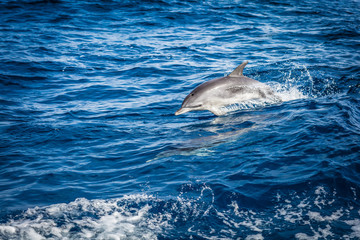 Dolphin in the Atlantic Ocean