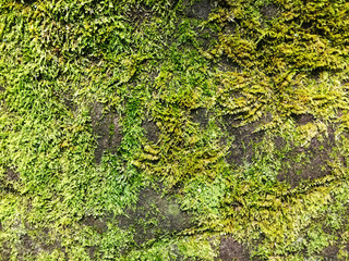 moss growing on a rock in the mountains