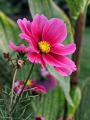 pink flower in bloom