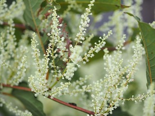 イタドリの花のアップ