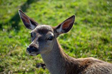 Portrait of a Red Deer Fawn