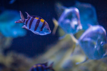 Fototapeta na wymiar Coral fish under water