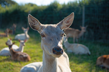 Portrait of a White Deer
