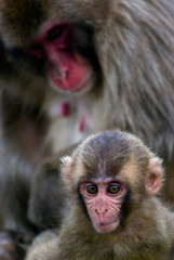 Japanese macaque mother and baby in Arashiyama hills, Kyoto, Japan